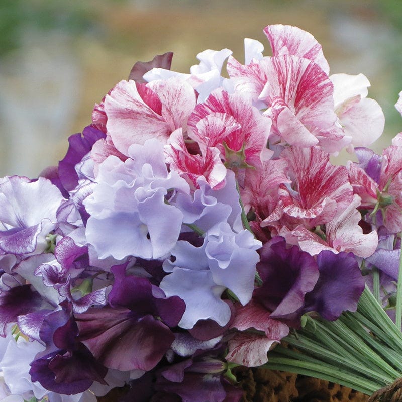 dt-brown FLOWER SEEDS Sweet Pea Metaphor