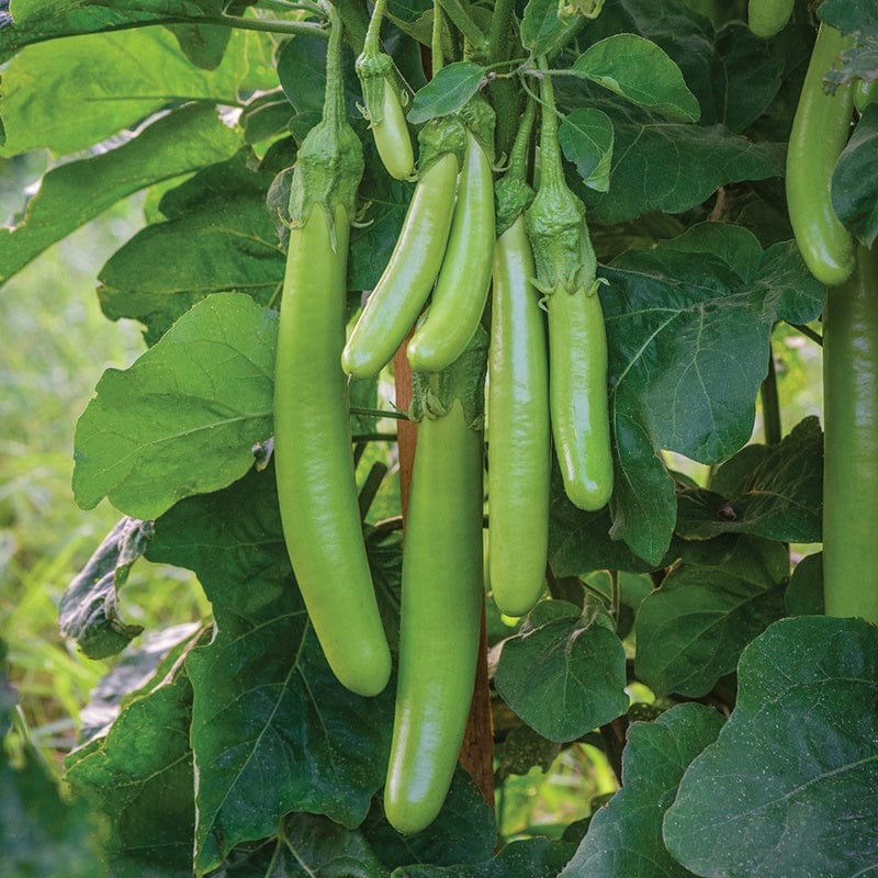 dt-brown VEGETABLE SEEDS Aubergine Green Knight F1 Seeds