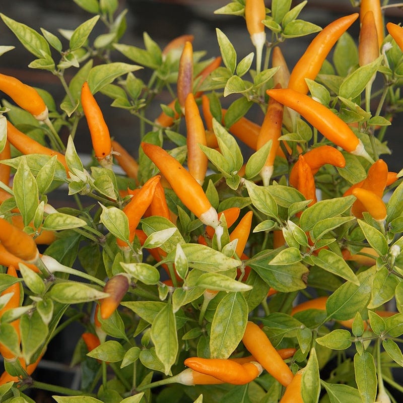 dt-brown VEGETABLE SEEDS Pepper (Chilli) Mardi Gras Seeds