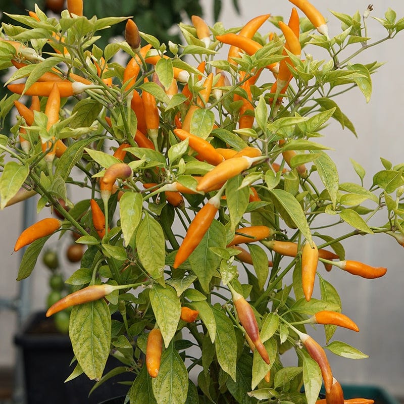 dt-brown VEGETABLE SEEDS Pepper (Chilli) Mardi Gras Seeds