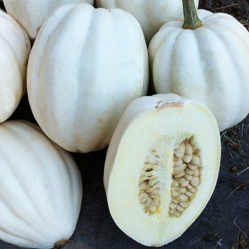 dt-brown VEGETABLE SEEDS Squash Mashed Potato Seeds