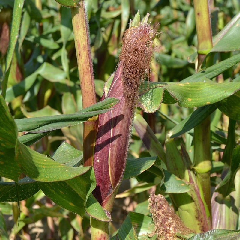 dt-brown VEGETABLE SEEDS Sweetcorn Picasso F1 Seeds