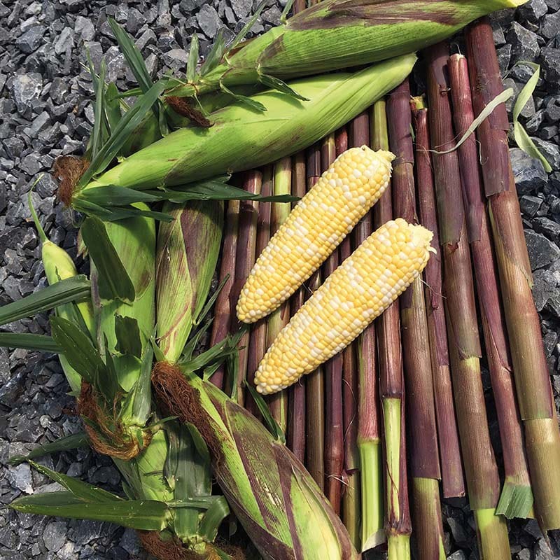 dt-brown VEGETABLE SEEDS Sweetcorn Picasso F1 Seeds