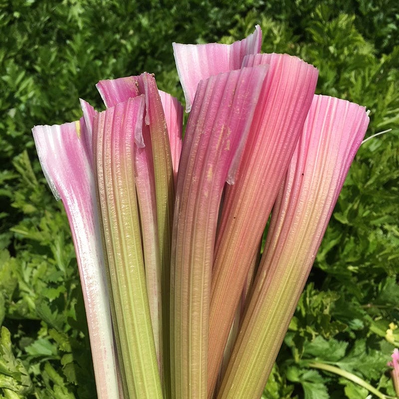 dt-brown VEGETABLE SEEDS Celery Pink Seeds