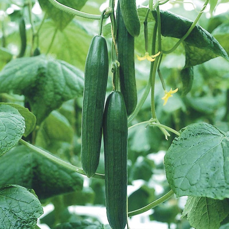 dt-brown VEGETABLE SEEDS Cucumber (Indoor) Luxury F1 Seeds