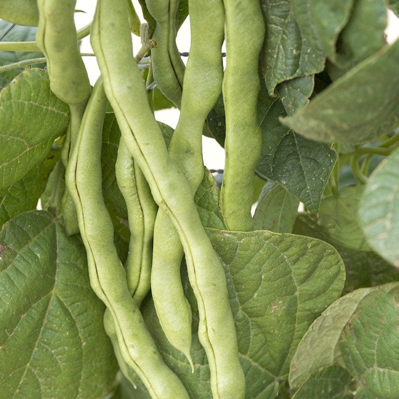 dt-brown VEGETABLE SEEDS French Bean (Climbing) Lazy Housewife Seeds