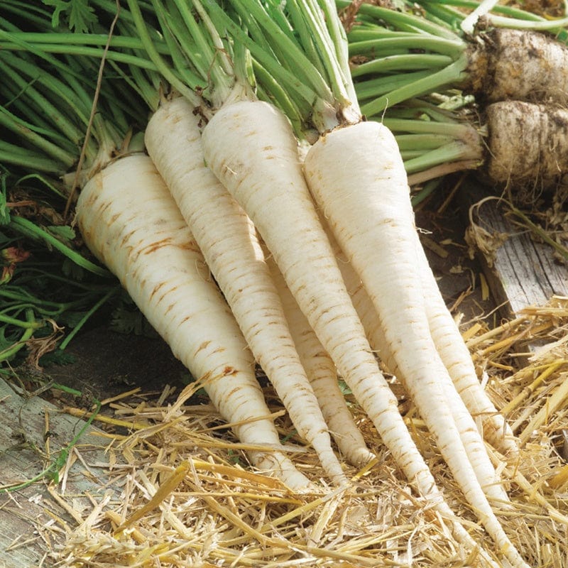 dt-brown VEGETABLE SEEDS Parsnip Sabre F1 Seeds