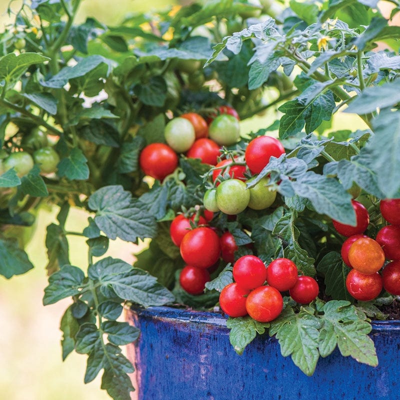 dt-brown VEGETABLE PLANTS 3 x 9cm Potted Plant (LATE) Tomato Veranda Red Vegetable Plants