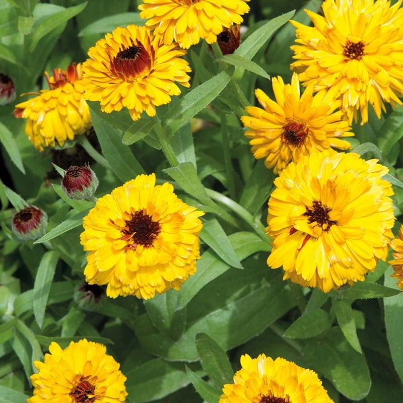 dt-brown FLOWER SEEDS Calendula Bull's Eye Flower Seeds