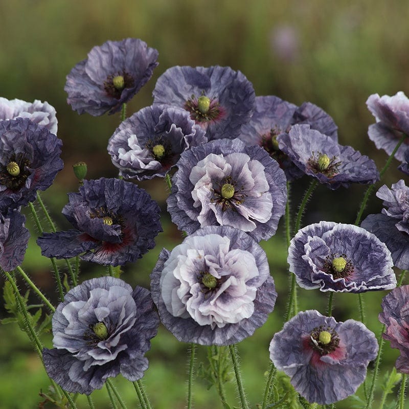 dt-brown FLOWER SEEDS Poppy Amazing Grey Flower Seeds