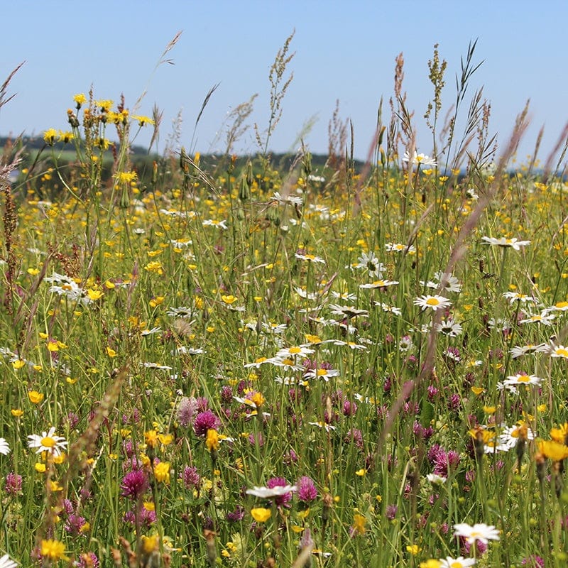 dt-brown FLOWER SEEDS Wildflower Pollinators Mix Flower Seeds