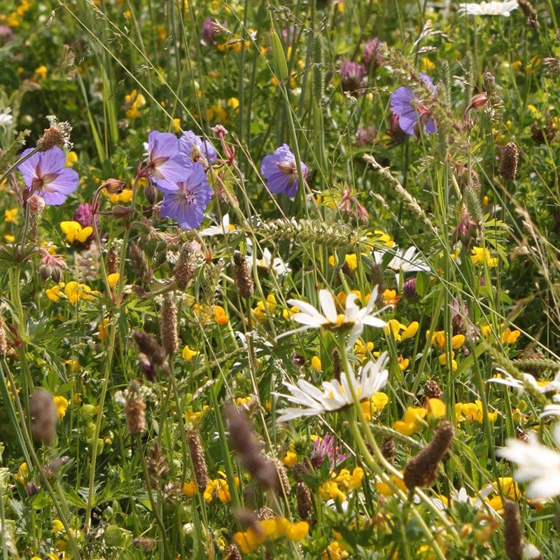 dt-brown FLOWER SEEDS Wildflower Wildlife Attracting Mix Flower Seeds