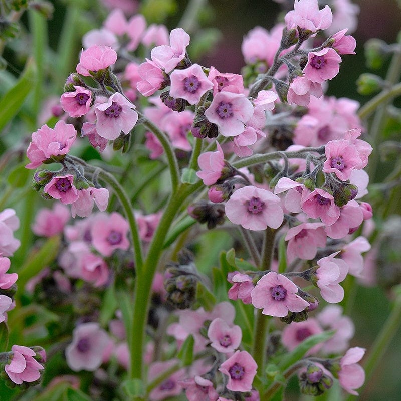 dt-brown FLOWER SEEDS Cynoglossum Mystery Rose Flower Seeds