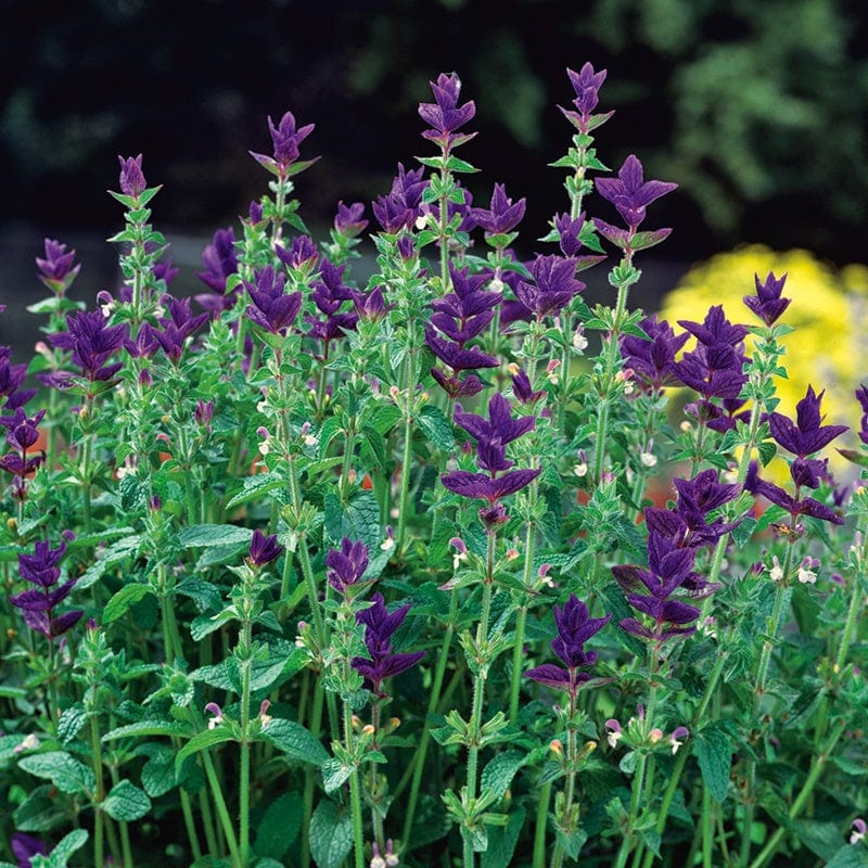 dt-brown FLOWER SEEDS Salvia (Clary) Oxford Blue Flower Seeds