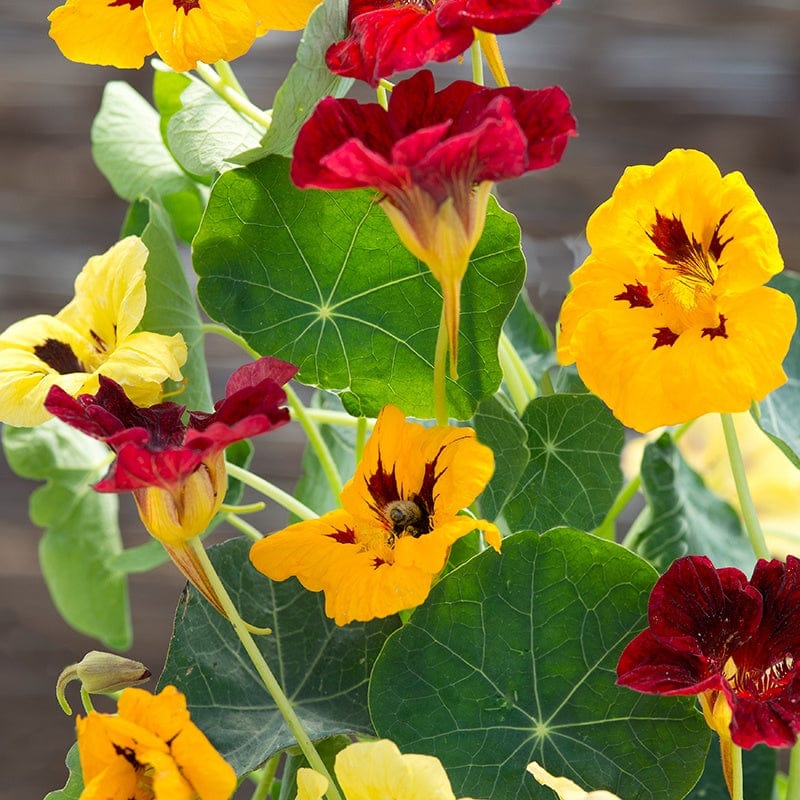 dt-brown FLOWER SEEDS Nasturtium Queen Victoria Mix Flower Seeds