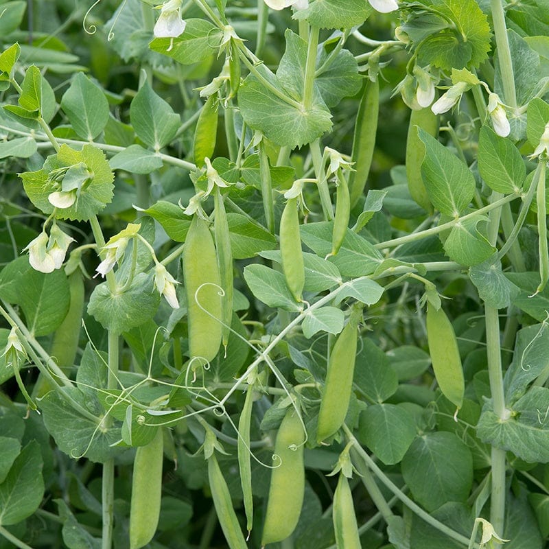 dt-brown VEGETABLE SEEDS Pea British Wonder Seeds