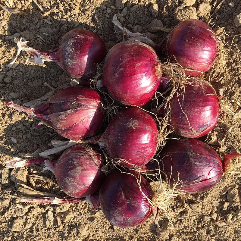 dt-brown VEGETABLE SEEDS Onion (Globe) Redlander F1 Seeds