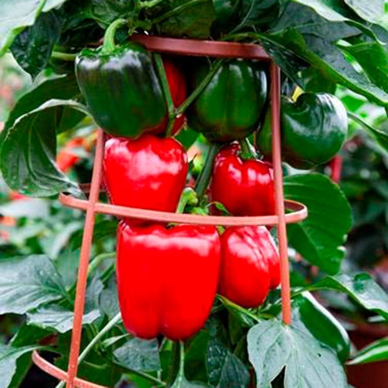 dt-brown VEGETABLE SEEDS Pepper (Sweet) Big Ben Seeds