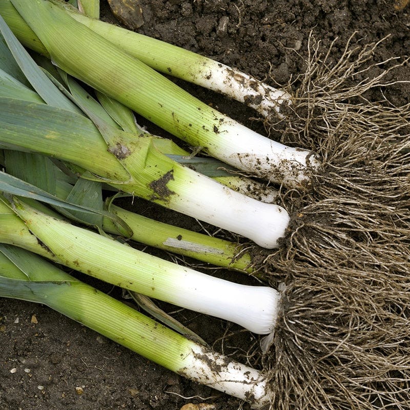 dt-brown VEGETABLE SEEDS Leek Autora F1 Seeds