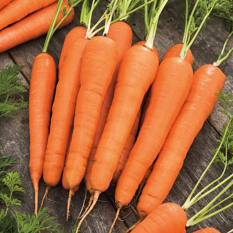 dt-brown VEGETABLE SEEDS Carrot Mercurio F1 Seeds