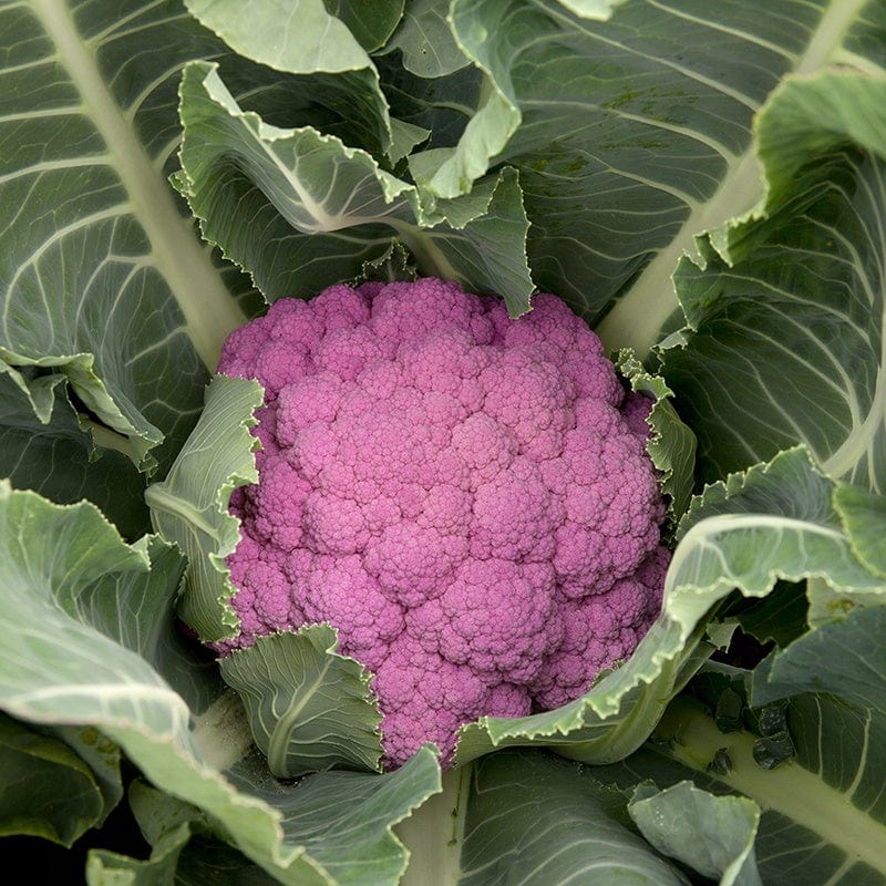 dt-brown VEGETABLE SEEDS Cauliflower De Purple F1 Seeds