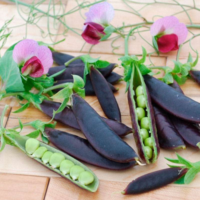 dt-brown VEGETABLE SEEDS Pea (Snap) Purple Magnolia Seeds