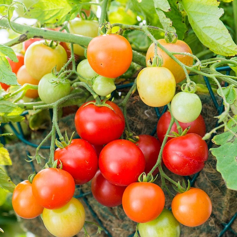 dt-brown VEGETABLE SEEDS Tomato (Cherry) Siderno F1 Seeds