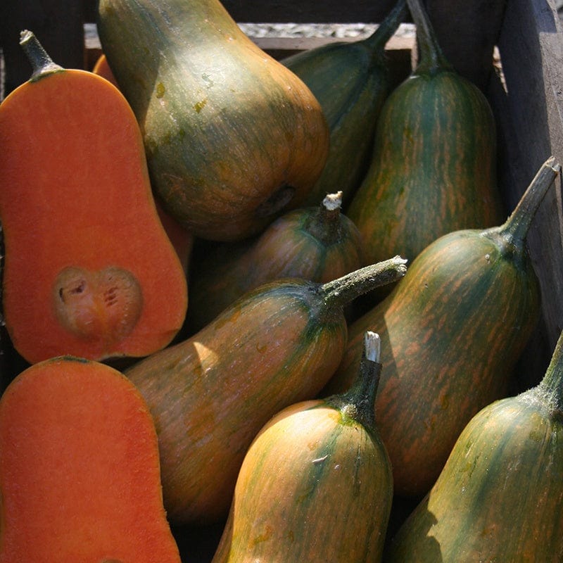 dt-brown VEGETABLE SEEDS Squash (Butternut) Inca Gold F1 Seeds