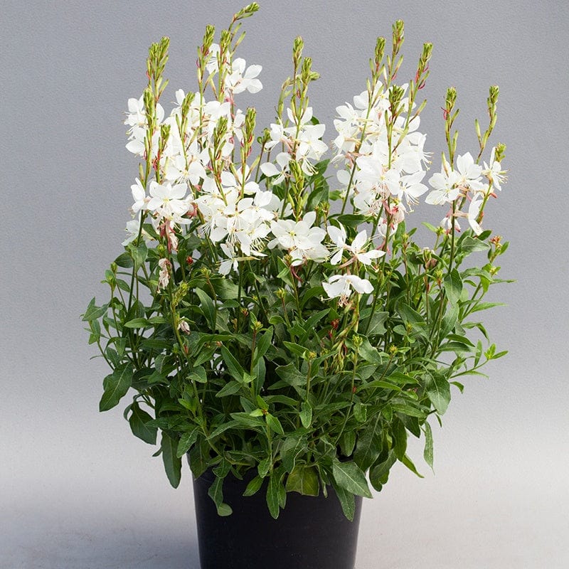 dt-brown FLOWER SEEDS Gaura Emmeline White Flower Seed