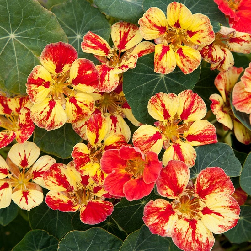 dt-brown FLOWER SEEDS Nasturtium Ice Cream Sundae