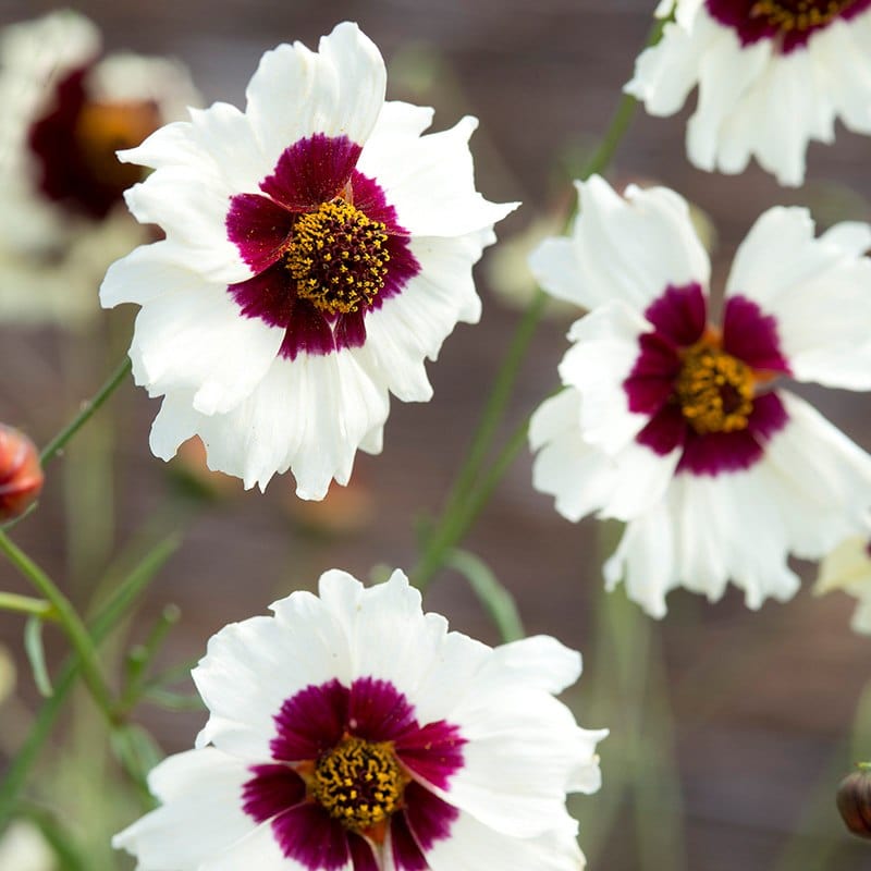 dt-brown FLOWER SEEDS Coreopsis Incredible Swirl