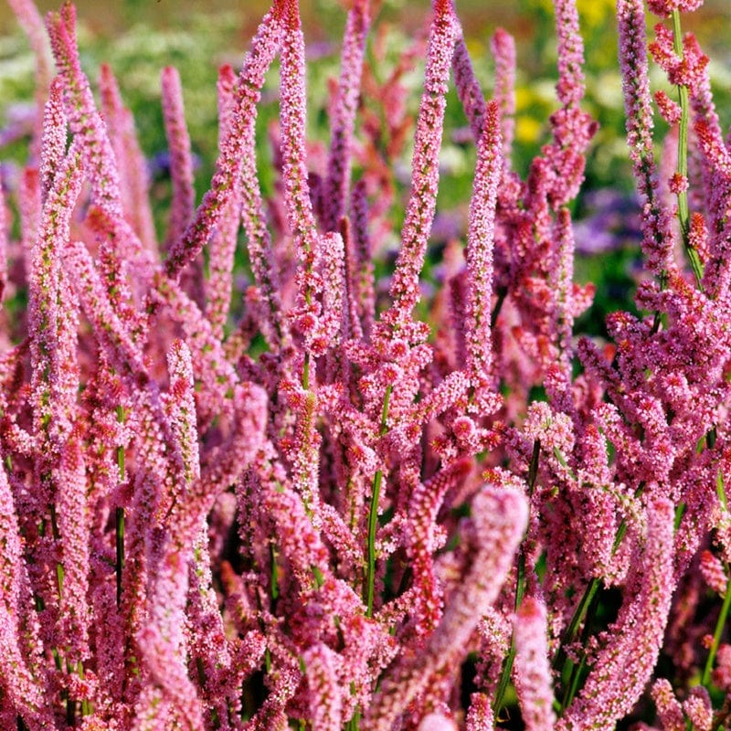 dt-brown FLOWER SEEDS Limonium suworowii Pink Pokers