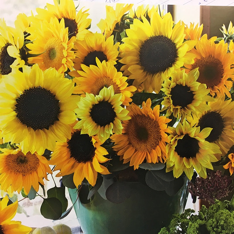 Sunflower Cutflower Mix