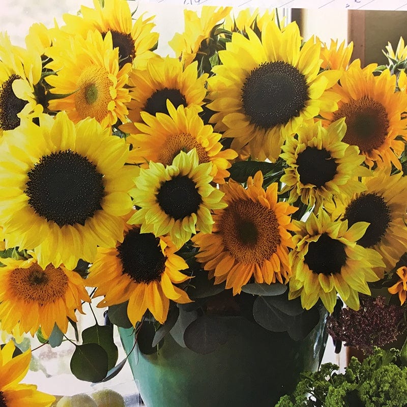 dt-brown FLOWER SEEDS Sunflower Cutflower Mix