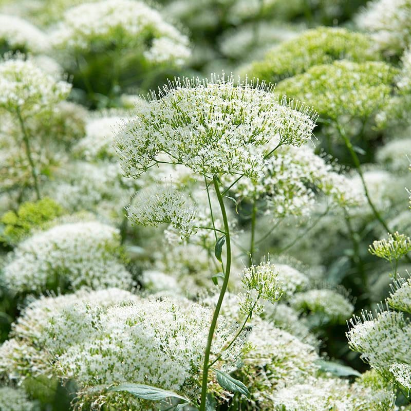 dt-brown FLOWER SEEDS Trachelium caeruleum White Knight