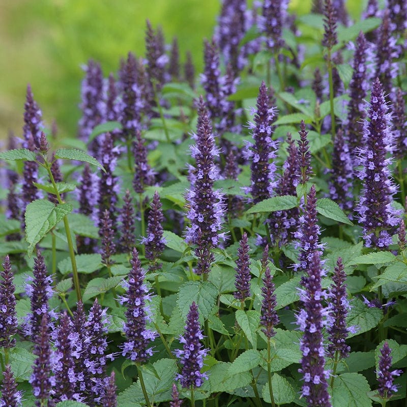 dt-brown FLOWER SEEDS Agastache Astello Indigo