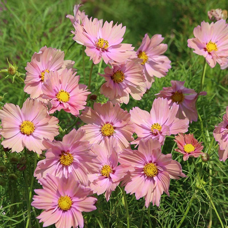 dt-brown FLOWER SEEDS Cosmos Apricotta