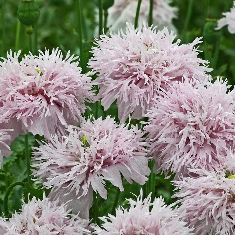 dt-brown FLOWER SEEDS Poppy Lilac Pompom