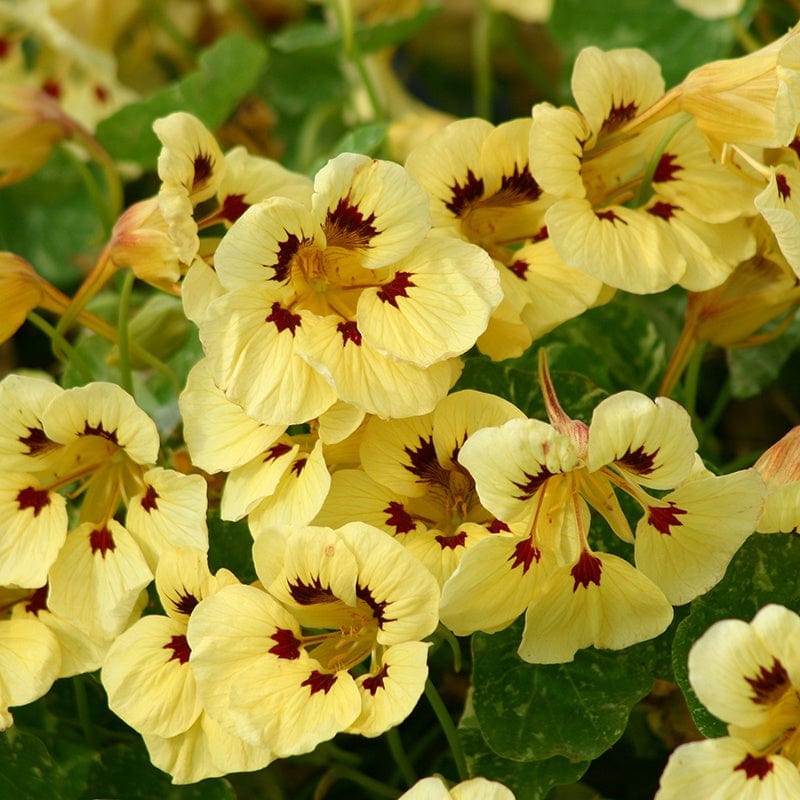 dt-brown Nasturtium Troika Yellow