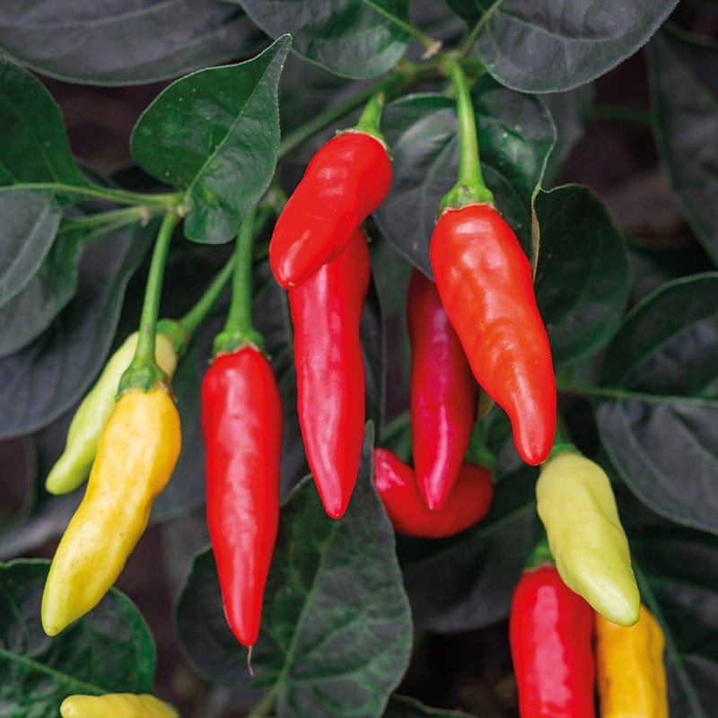 dt-brown VEGETABLE SEEDS Pepper (Chilli) Tabasco Seeds