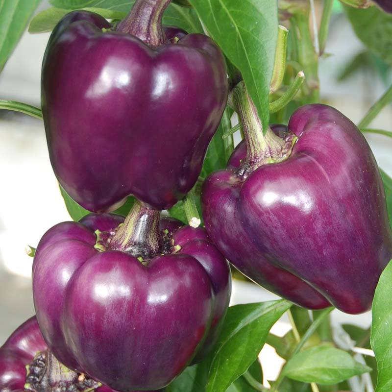 dt-brown VEGETABLE SEEDS Pepper (Sweet) Snacking Purple Seeds