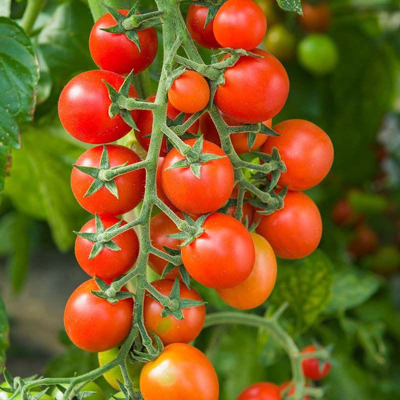 dt-brown VEGETABLE PLANTS 3 x 9cm Potted Plant (LATE) Tomato Arielle Vegetable Plants