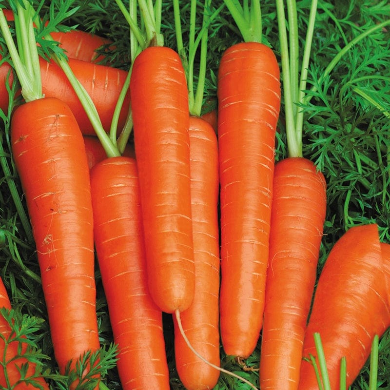 dt-brown VEGETABLE SEEDS Carrot Speedo F1 Seeds