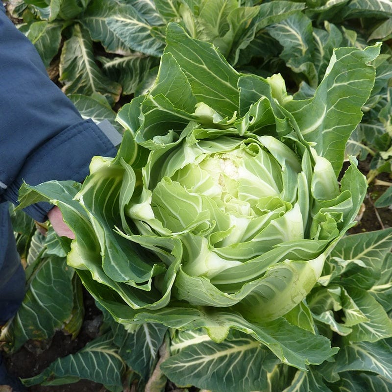 dt-brown VEGETABLE SEEDS Cauliflower Dionis Seeds