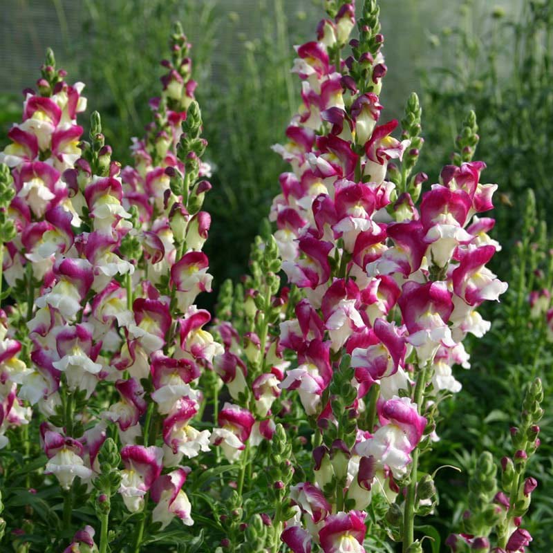 dt-brown FLOWER SEEDS Antirrhinum Cherry Twist Seeds