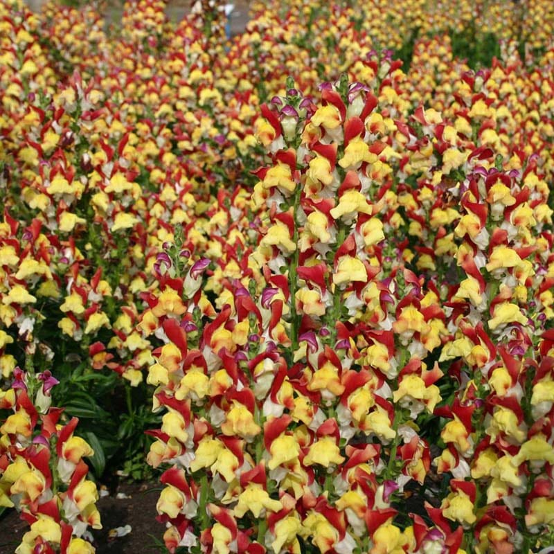 dt-brown FLOWER SEEDS Antirrhinum Mango Twist Seeds