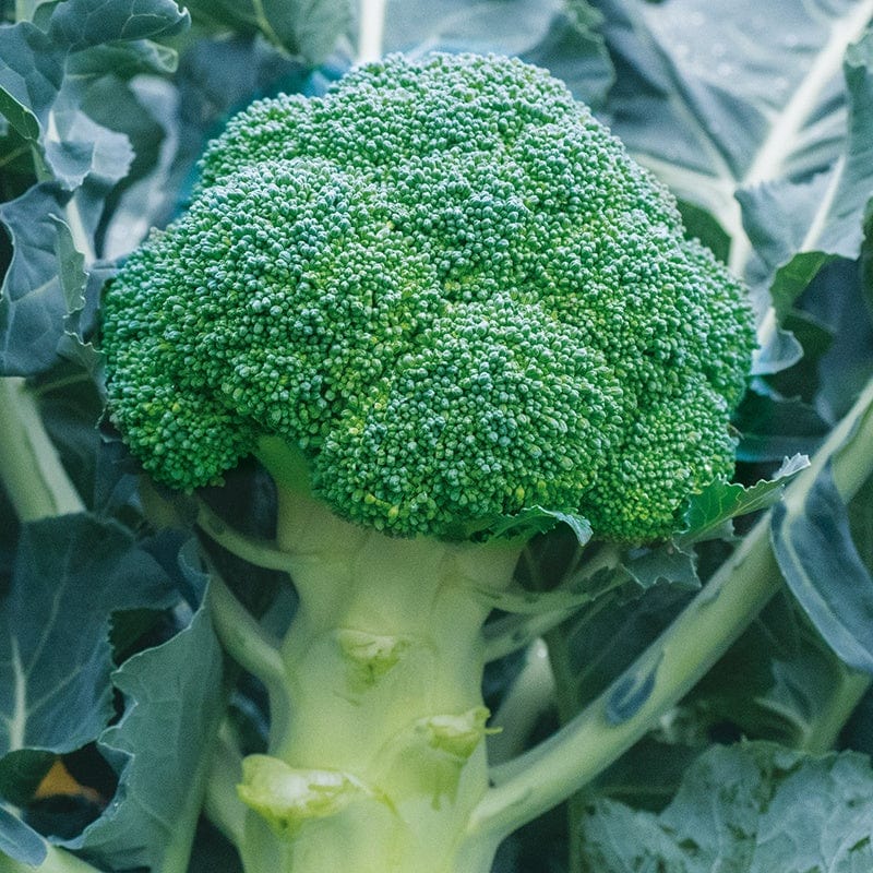 dt-brown VEGETABLE SEEDS Broccoli Babilon F1 Seeds