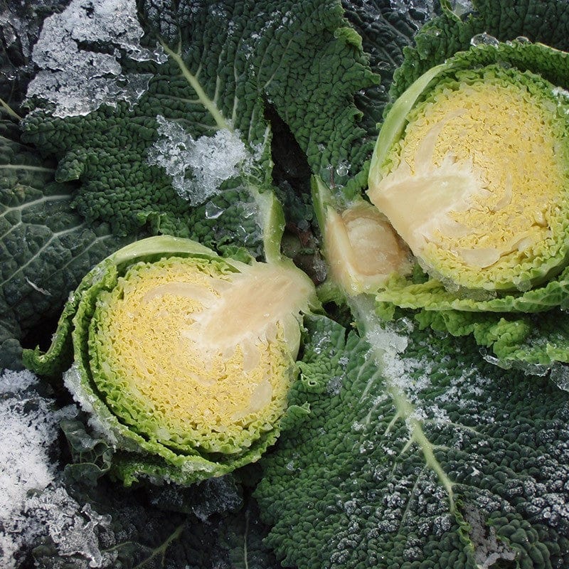 dt-brown VEGETABLE SEEDS Cabbage Tourmaline F1 Seeds