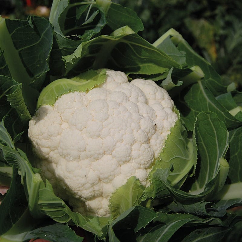 dt-brown VEGETABLE SEEDS Cauliflower Barcelona F1 Seeds