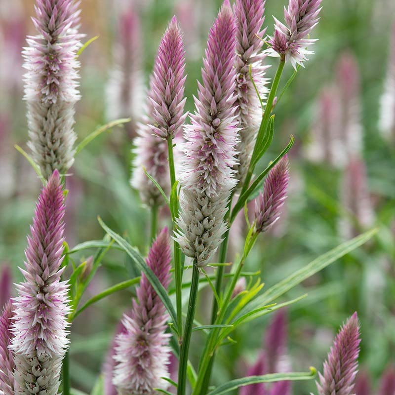 dt-brown FLOWER SEEDS Celosia spicata Sharon Seeds